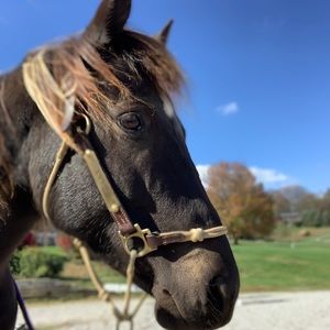 Meet your Posher, Taylor